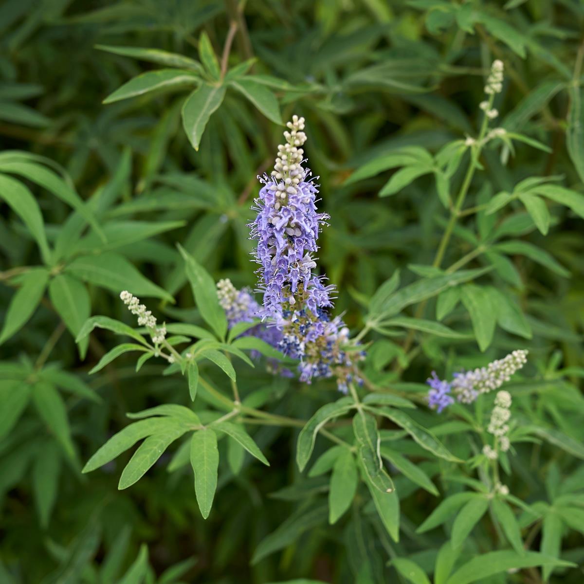 Vitex Berry