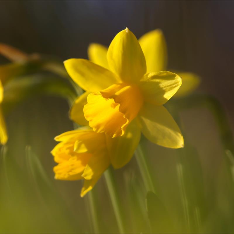 Daffodil