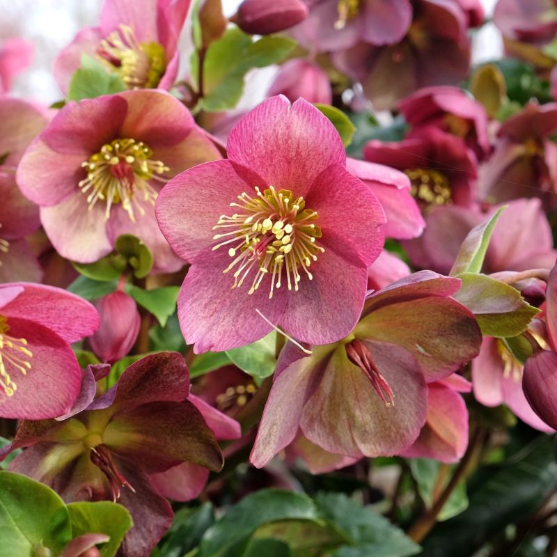 Hellebore