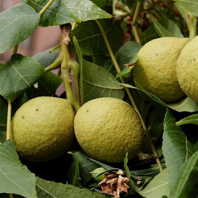 Black Walnut