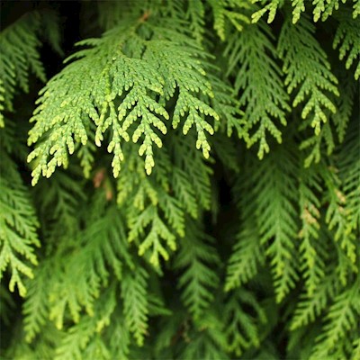 Cedar