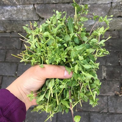 Chickweed