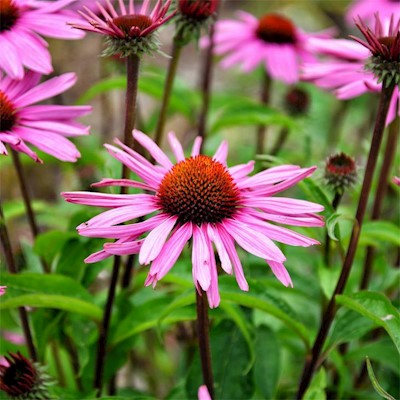 Echinacea