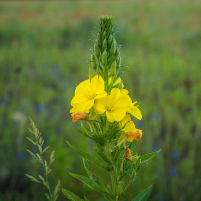 Evening Primrose