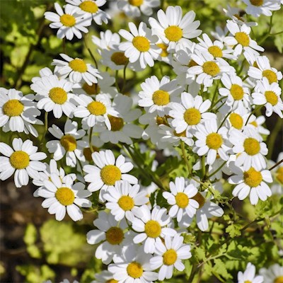 Feverfew