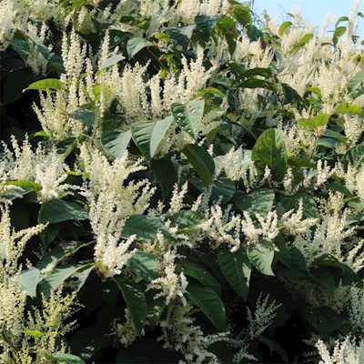Japanese Knotweed