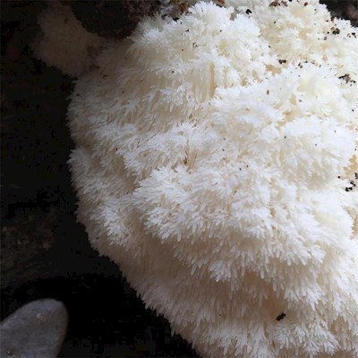 Lion's Mane