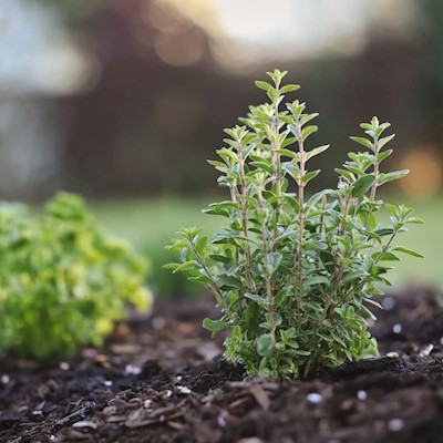 Marjoram