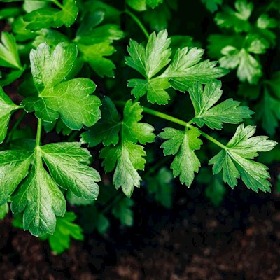Parsley