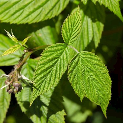 Raspberry Leaf