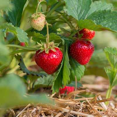 Strawberry