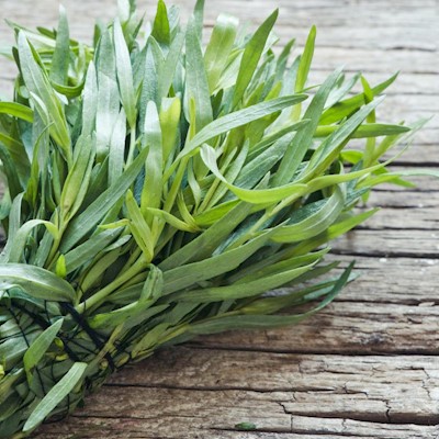 Tarragon