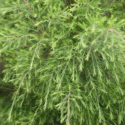 Tea Tree