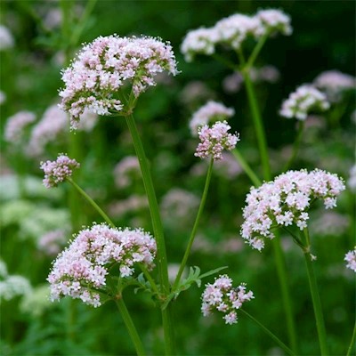 Valerian 