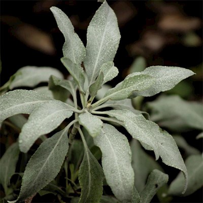 White Sage
