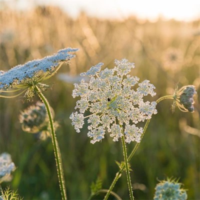 Wild Carrot