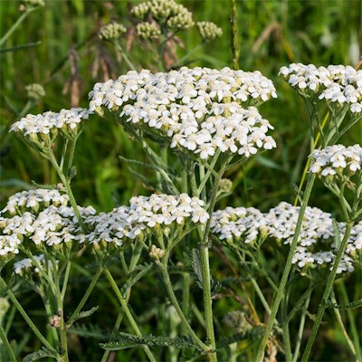 Yarrow