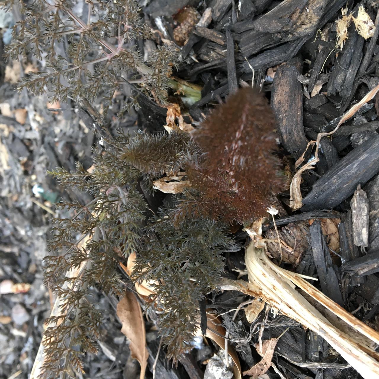 Bronze Fennel - Mayernik Garden - Mayernik Kitchen