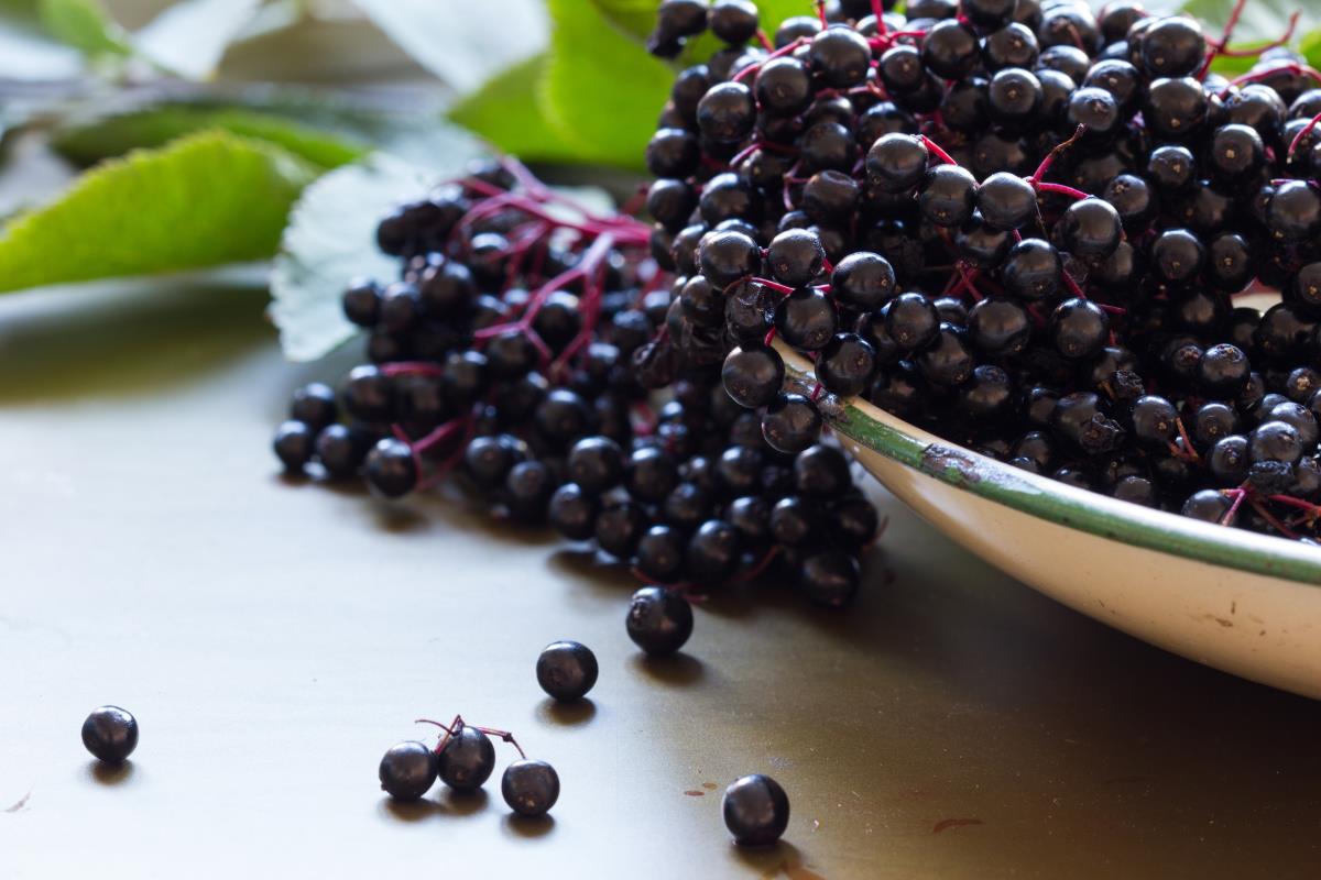 freshly harvested elderberry in a bowl