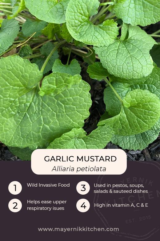 Garlic Mustard Infographic
