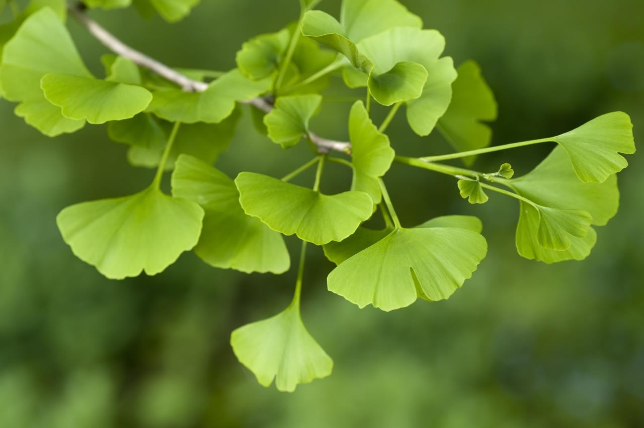 Top 5 Herbs for a Sexy Valentine’s Day - Ginko Biloba - Mayernik Kitchen