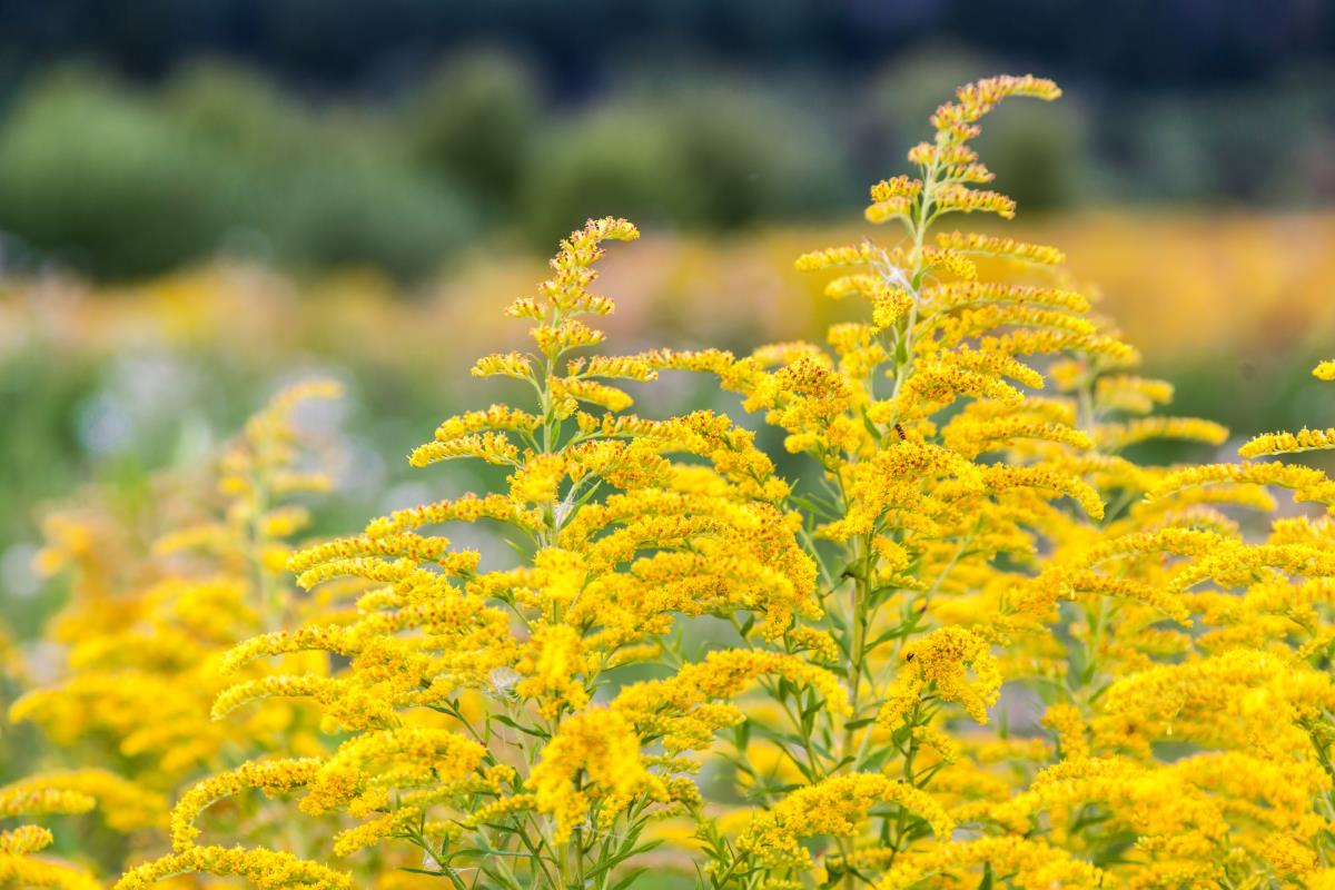 flowering goldenrod in a field