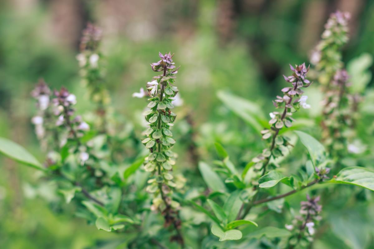 holy basil (tulsi) growing