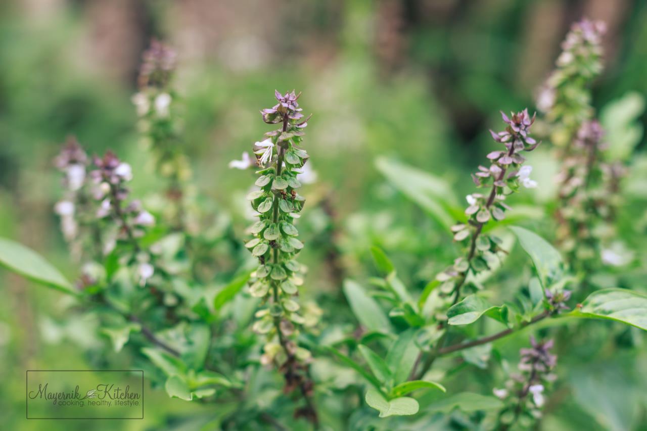 Herb of the Month - Holy Basil - Tulsi - Mayernik Kitchen #mayernikkitchen