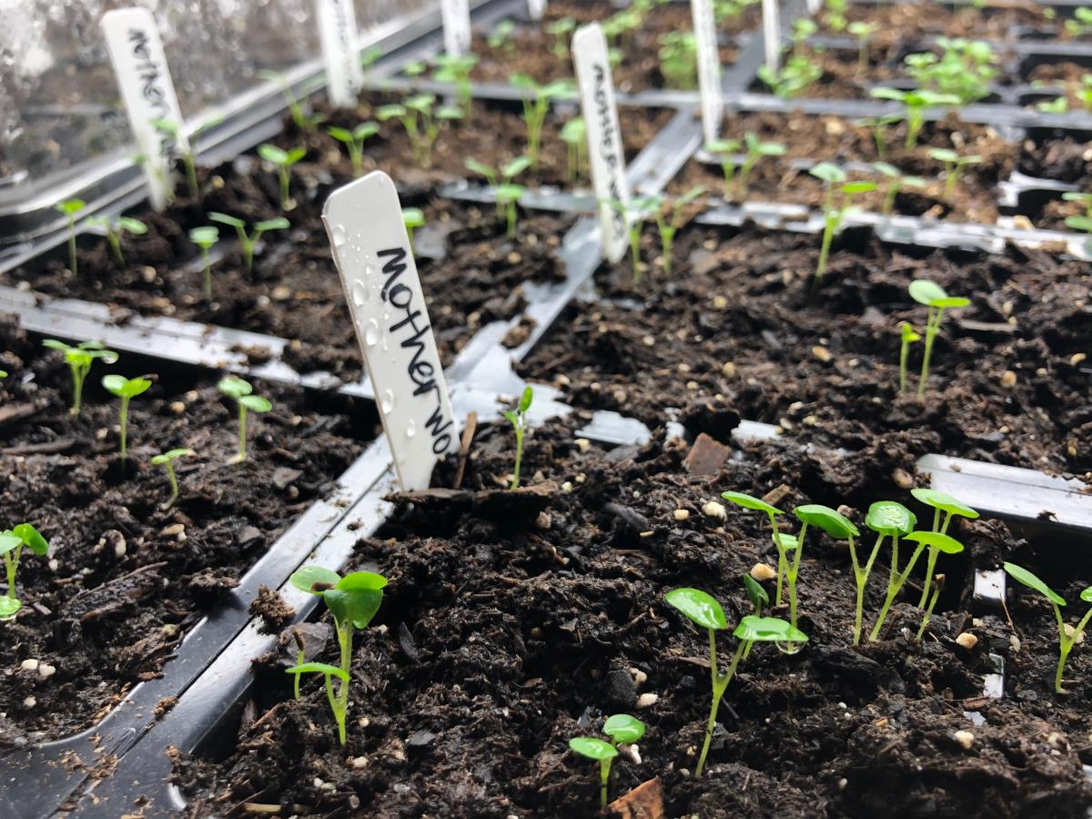 Motherwort seedlings growing in starter trays