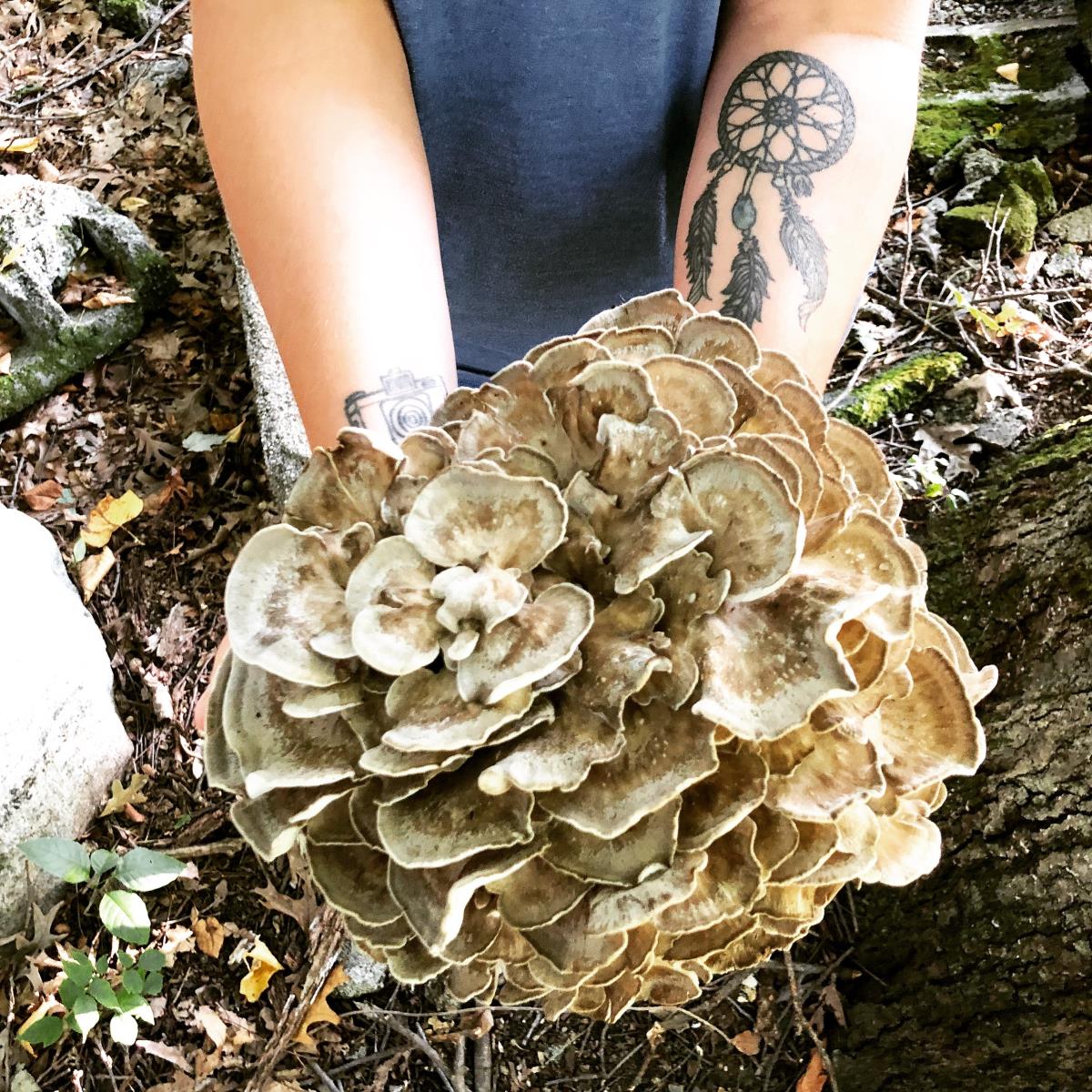 Maitake Mushroom foraged in Northern New Jersey