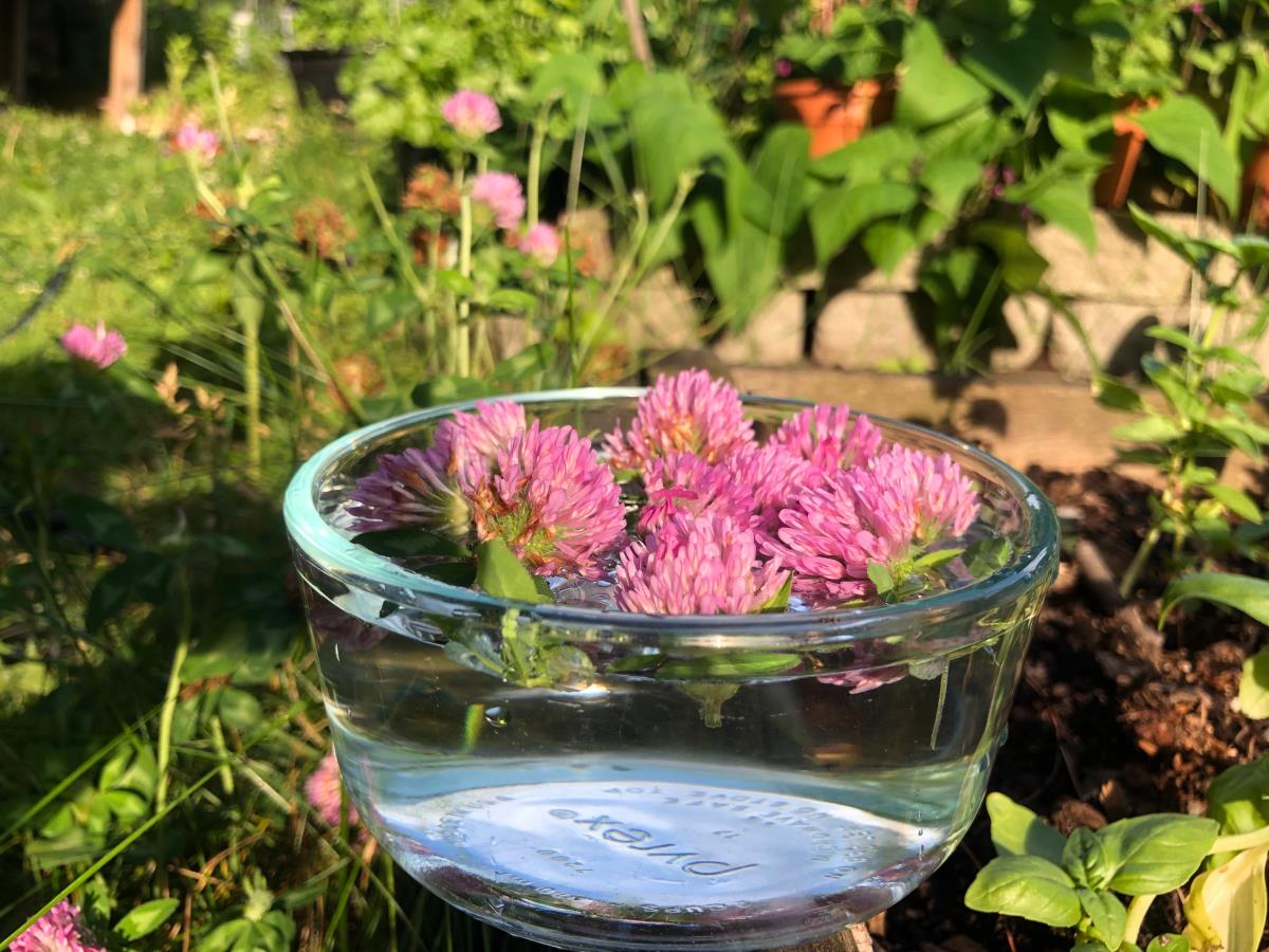 Capturing the flower essence of the red clover in spring water