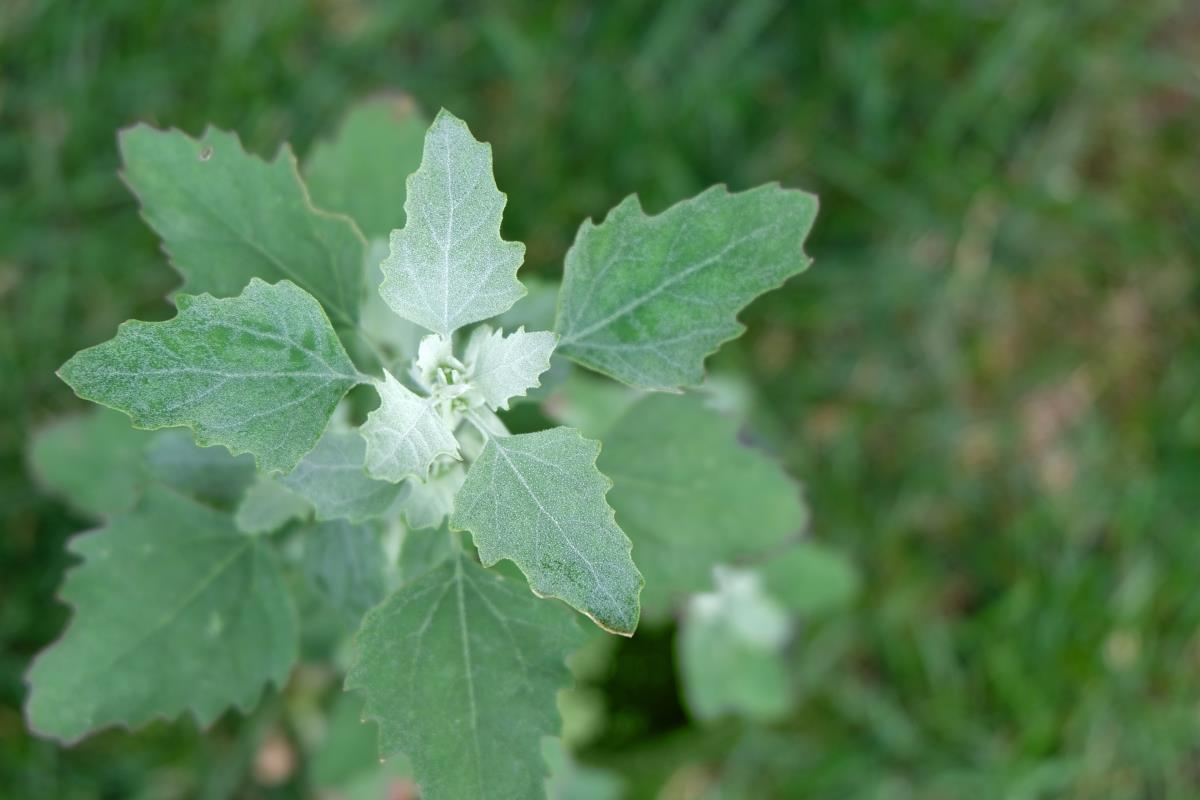 mature lambs quarter growing in garden