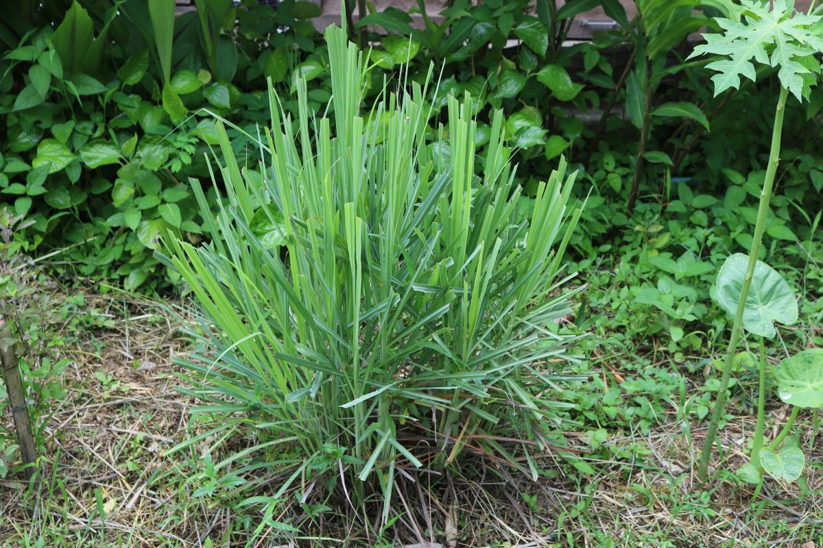 lemongrass plant growing in northern new jersey
