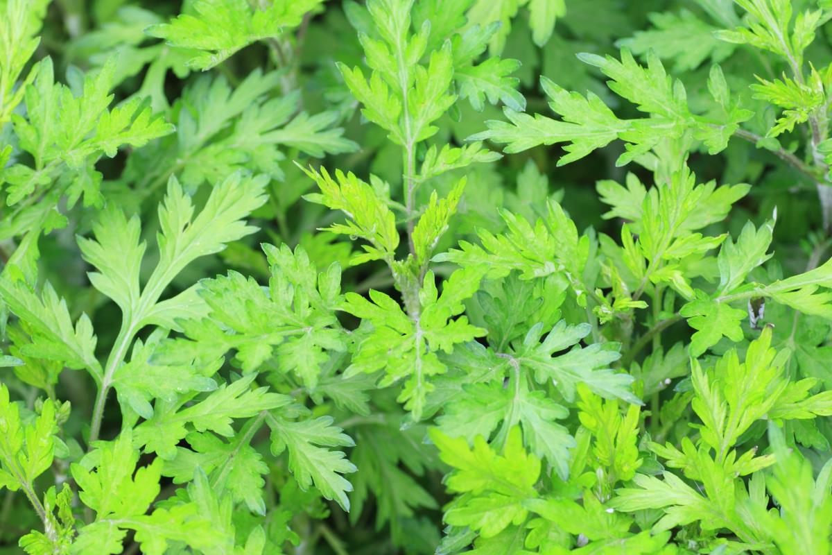 Mugwort growining in a field