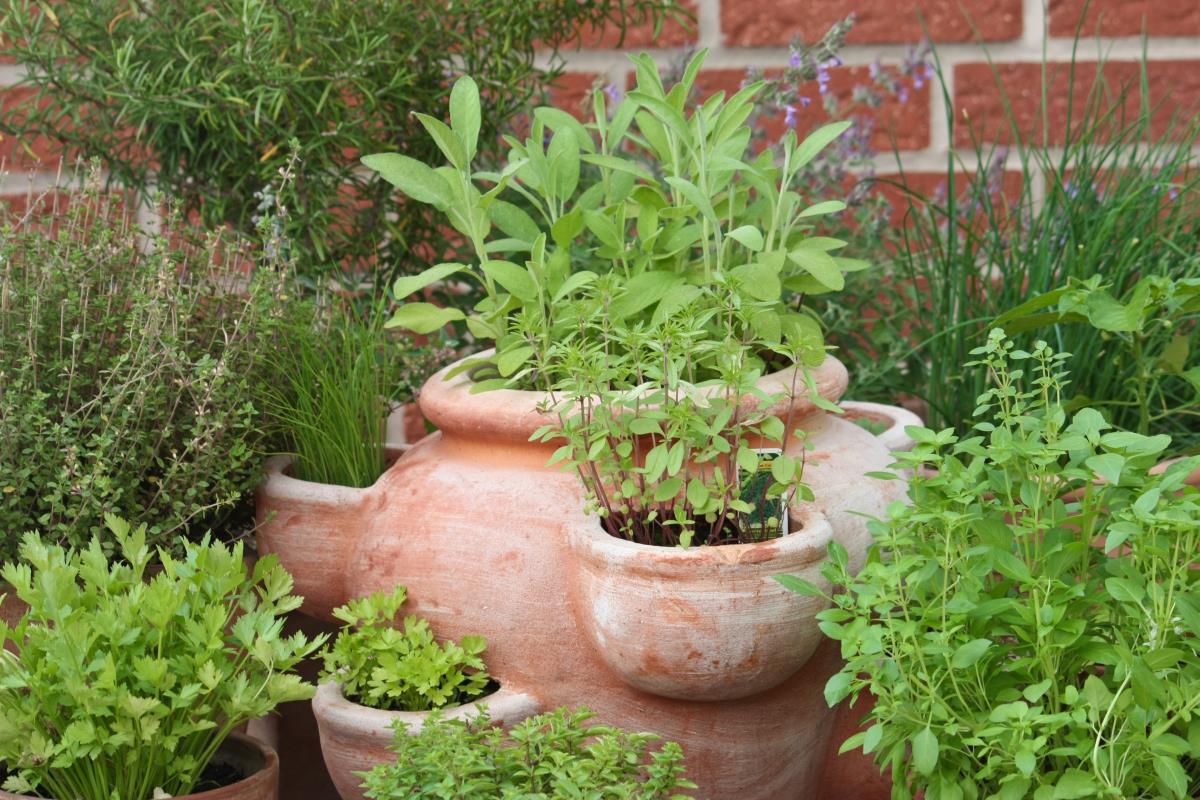 medicinal herbs growing in pots