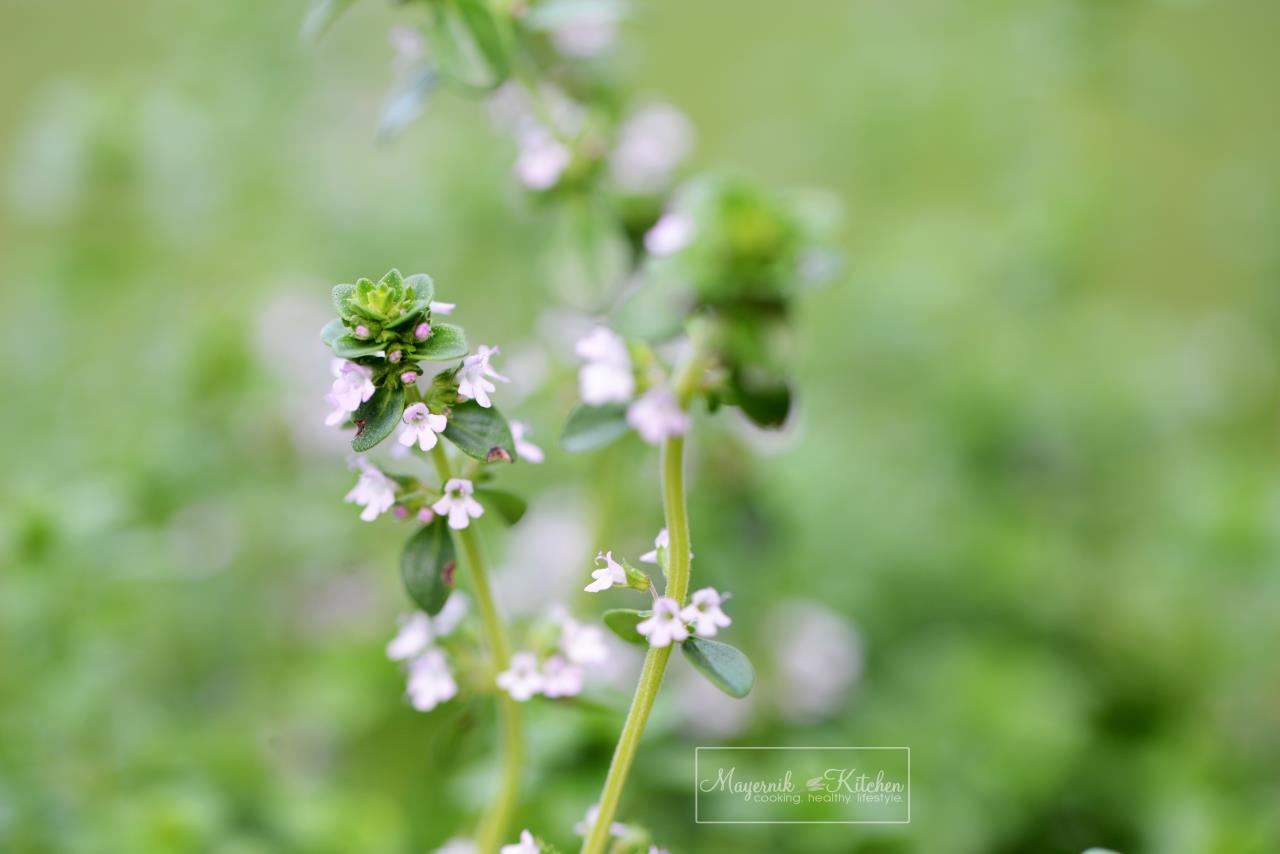 Thyme Flower - Mayernik Garden - New Jersey Gardens 