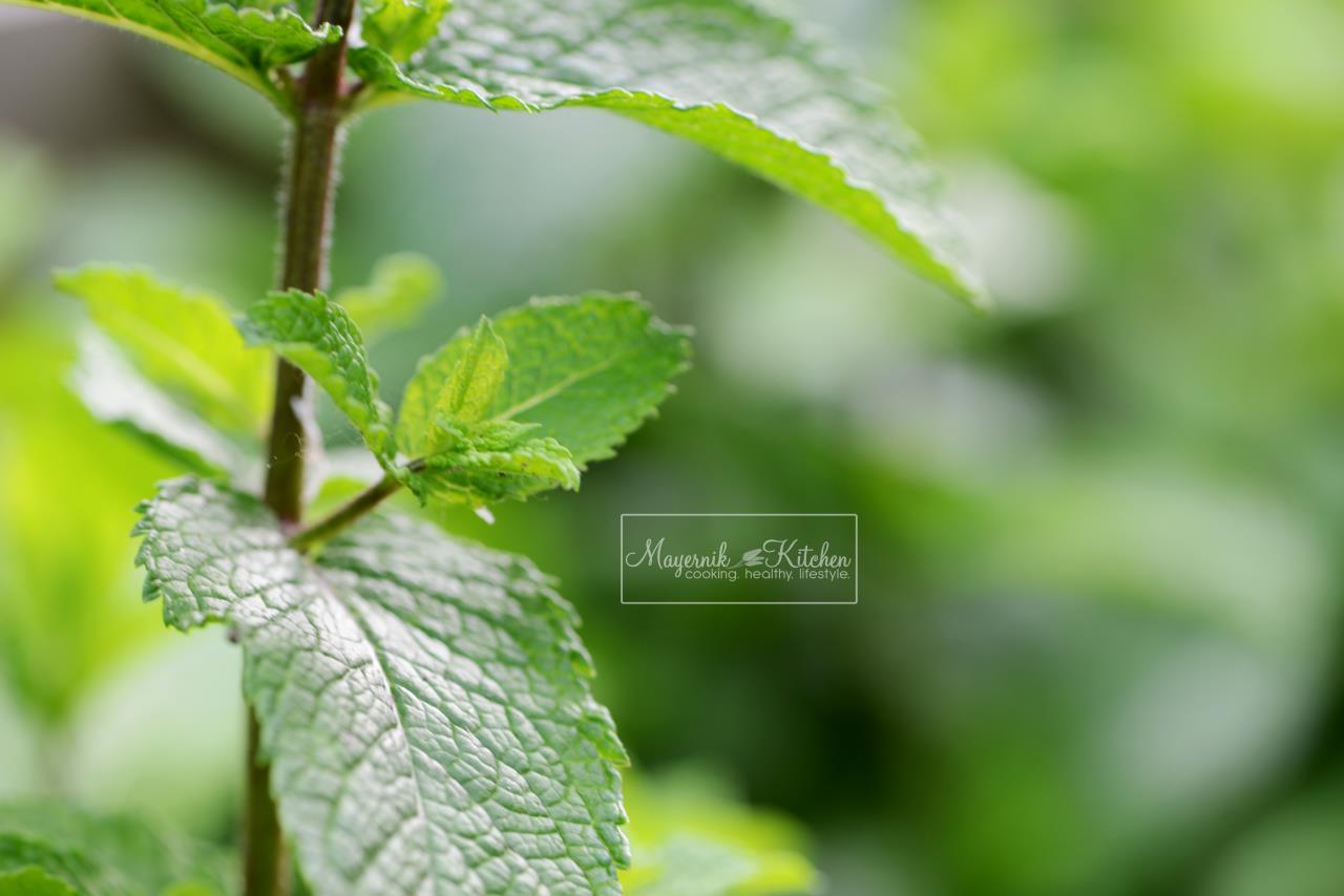 Apple Mint- Mayernik Garden - New Jersey Gardens 