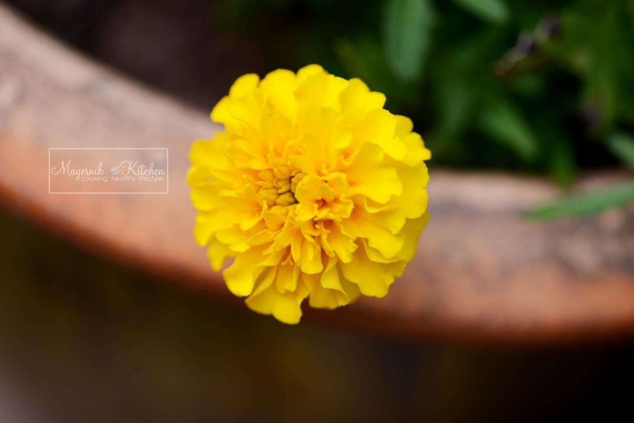 Marigolds -Mayernik Garden - New Jersey Gardens 