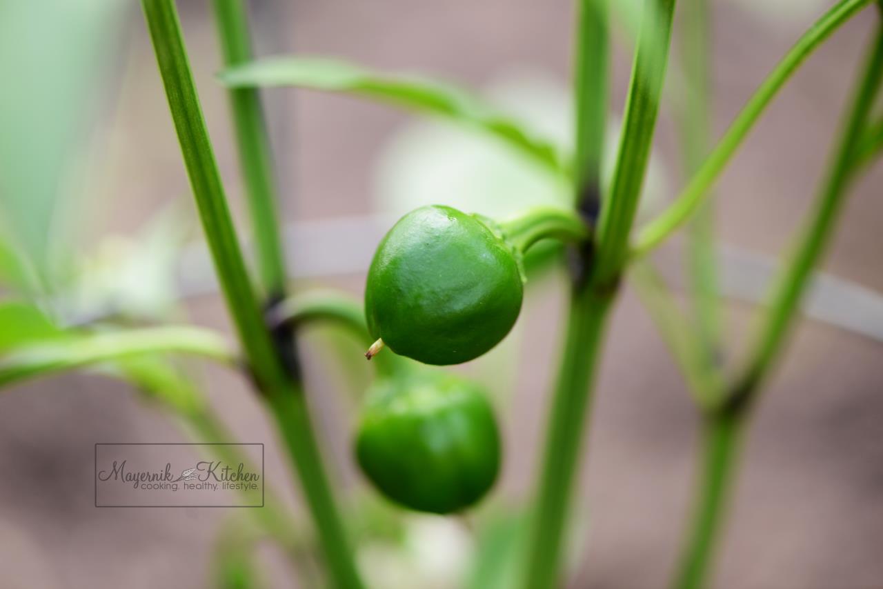 Hot Cherry Pepper -Mayernik Garden - New Jersey Gardens 