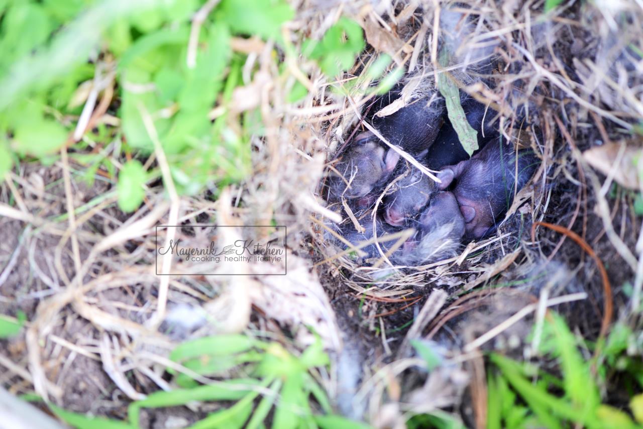 Baby Bunnies - Mayernik Garden - New Jersey Gardens 