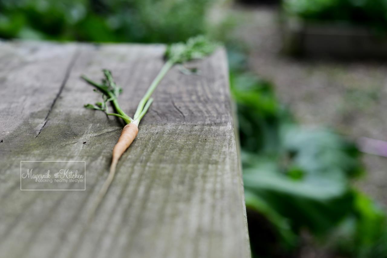 Carrots -Mayernik Garden - New Jersey Gardens 