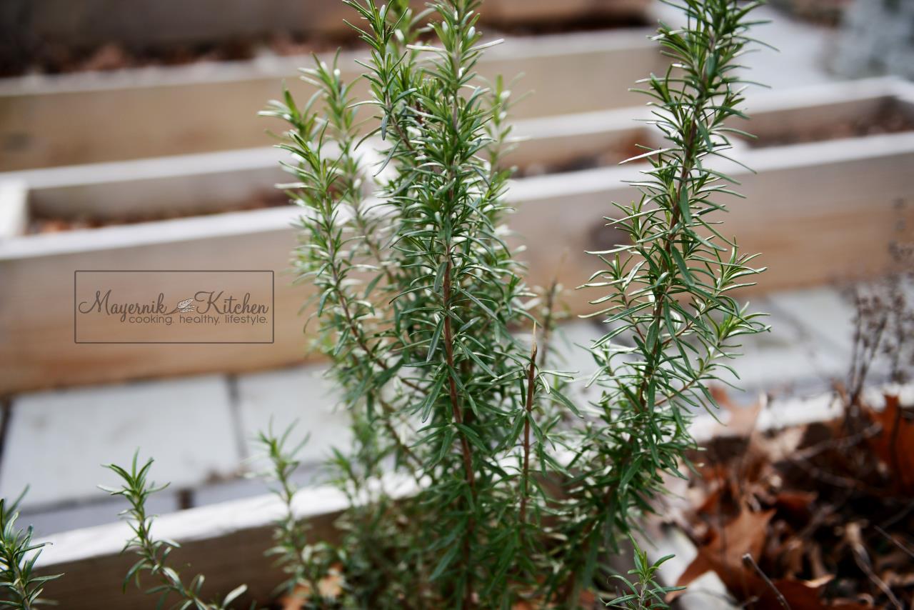 Fresh Rosemary - January 2016 - Mayernik Garden 001