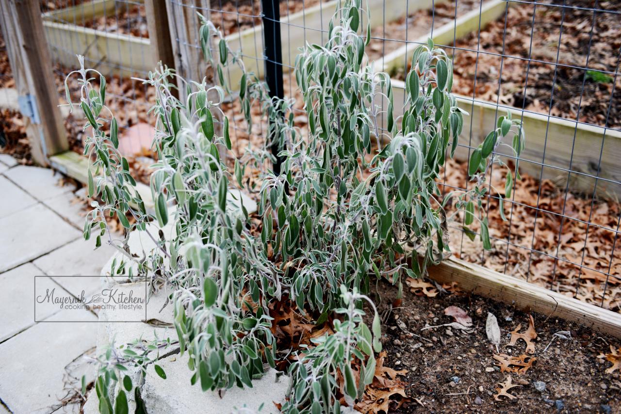 Fresh Sage - January 2016 - Mayernik Garden 001