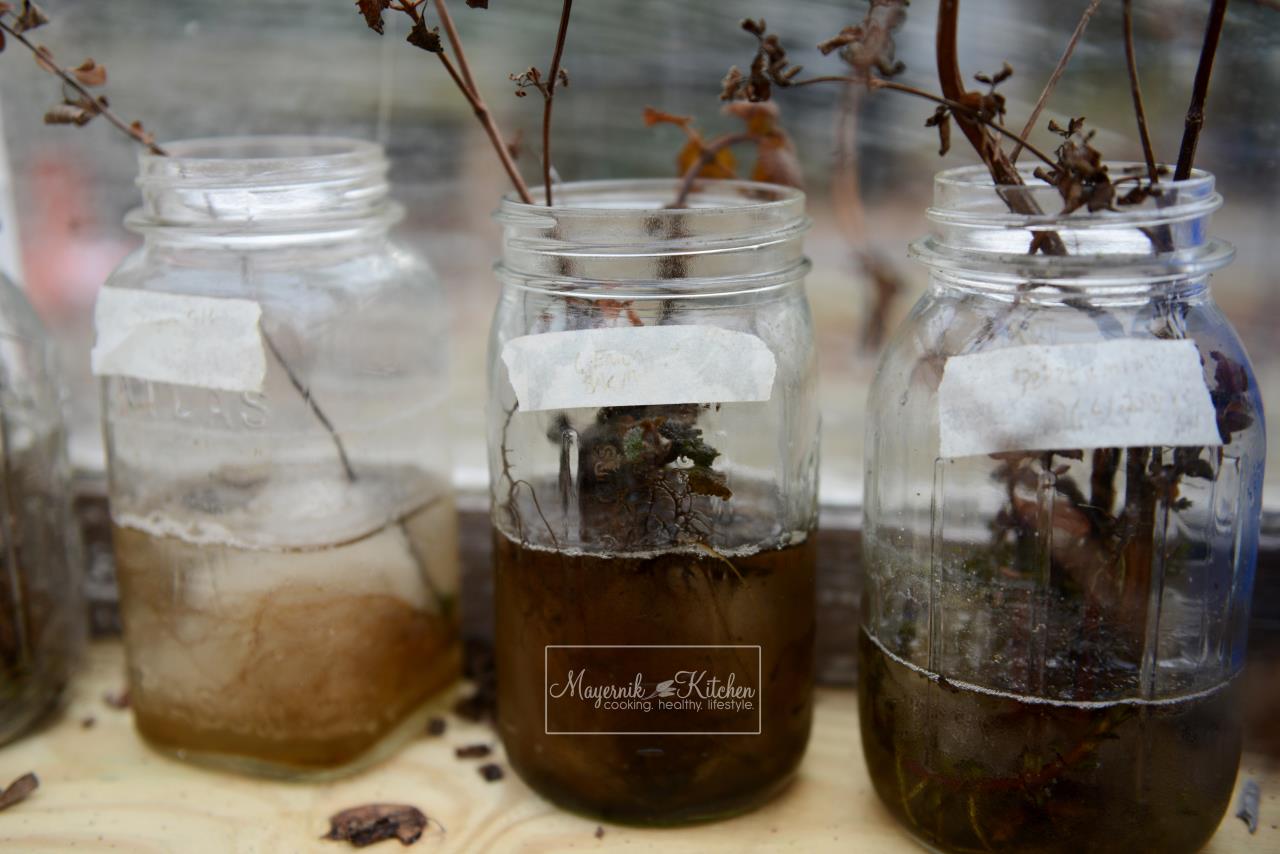 Frozen Herbs in Mason Jars - January 2016 - Mayernik Garden 001