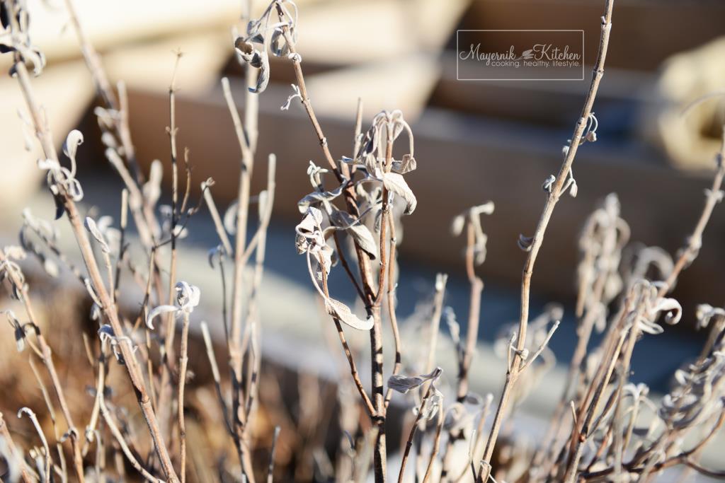 Sage Plant - Mayernik Garden 