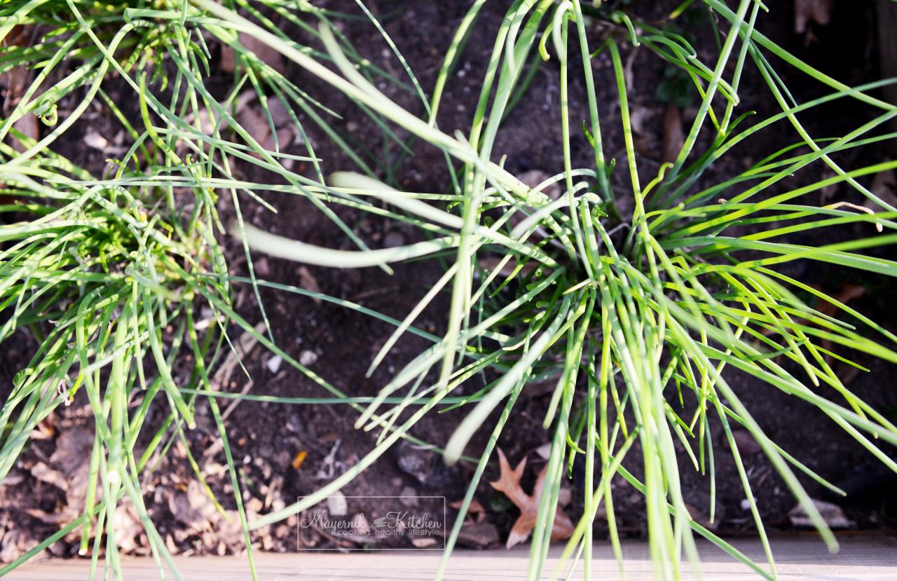 Chives - Mayernik Garden - Northern New Jersey - #mayernikkitchen