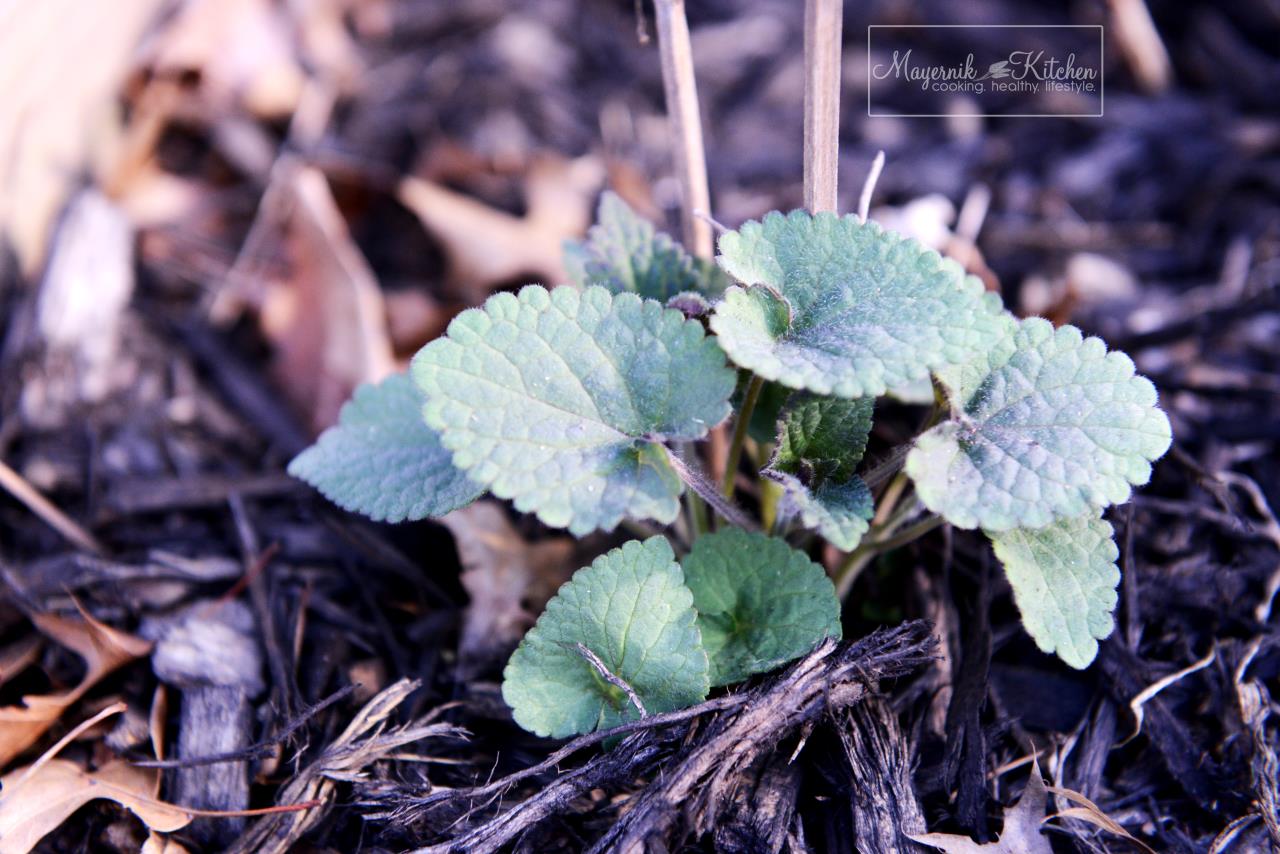 Anise - Mayernik Garden - Northern New Jersey - #mayernikkitchen