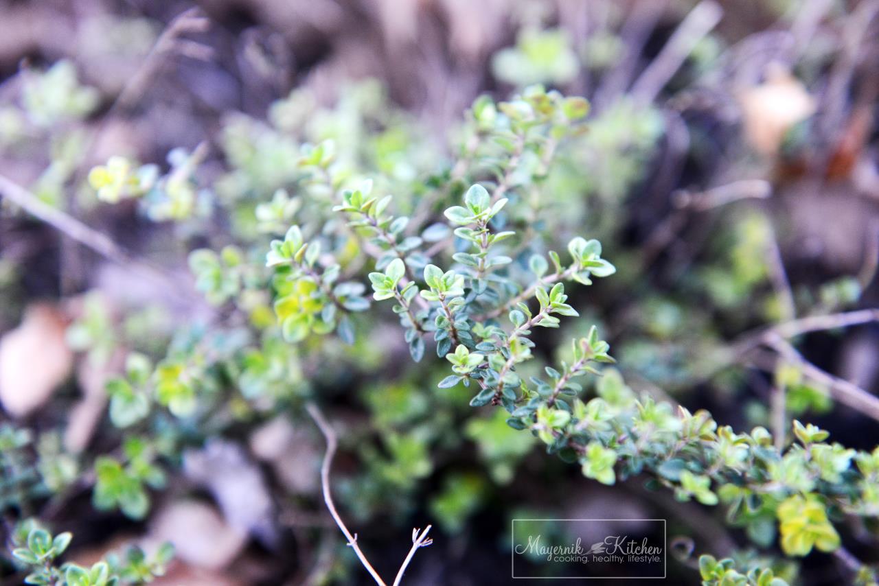 Thyme - Mayernik Garden - Northern New Jersey - #mayernikkitchen