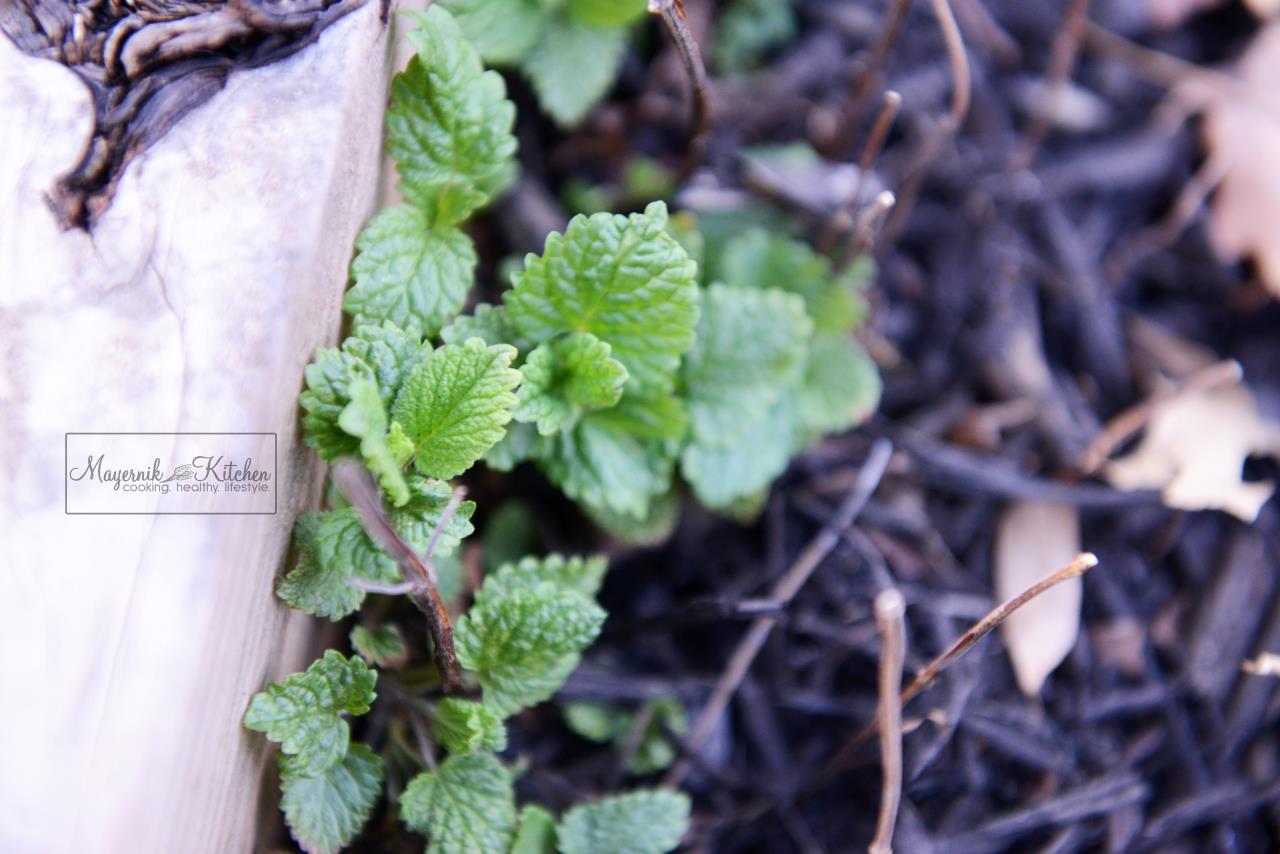 Lemon Balm - Mayernik Garden - Northern New Jersey - #mayernikkitchen