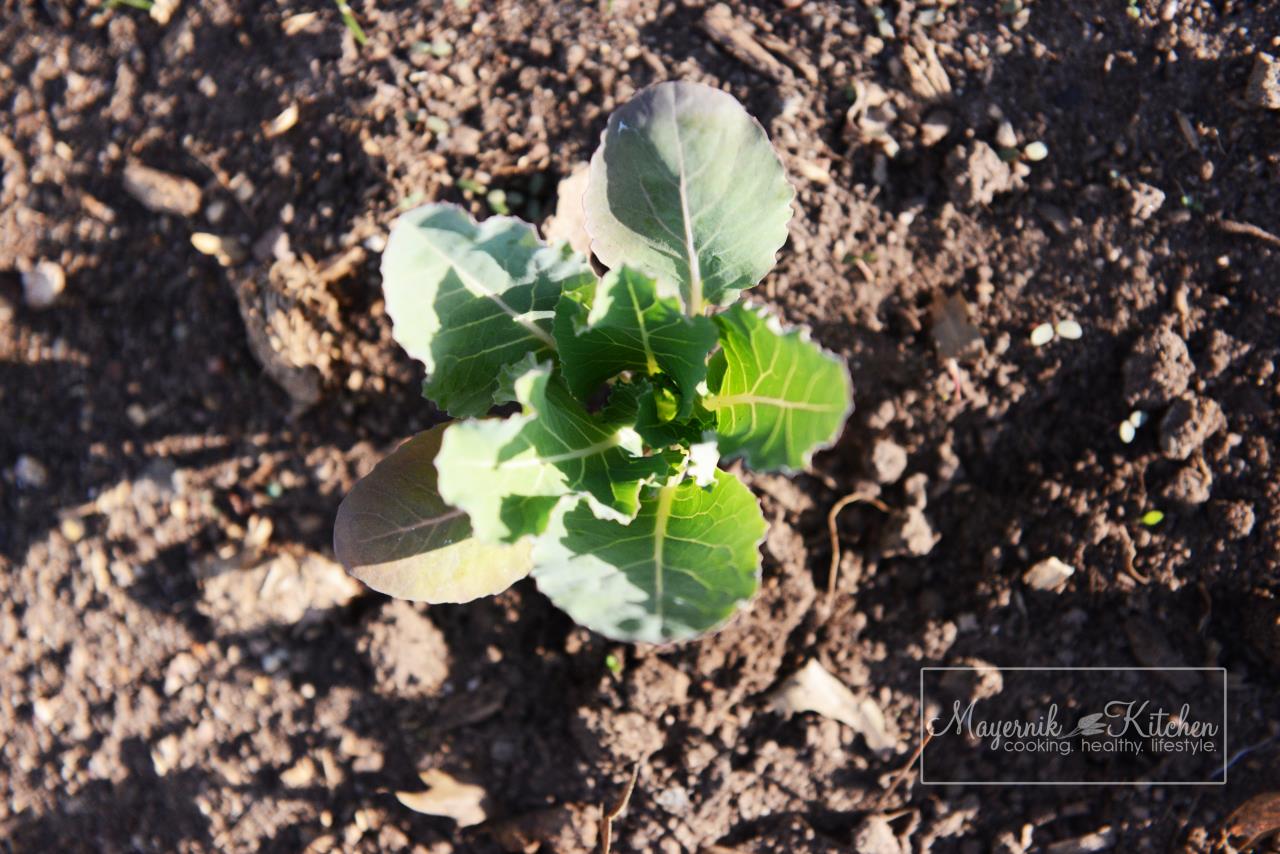 Cabbage - Mayernik Garden - Northern New Jersey - #mayernikkitchen